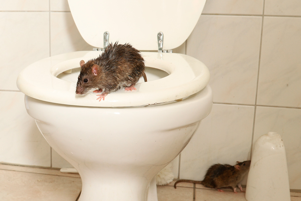 Råttor hittar alltid en väg in