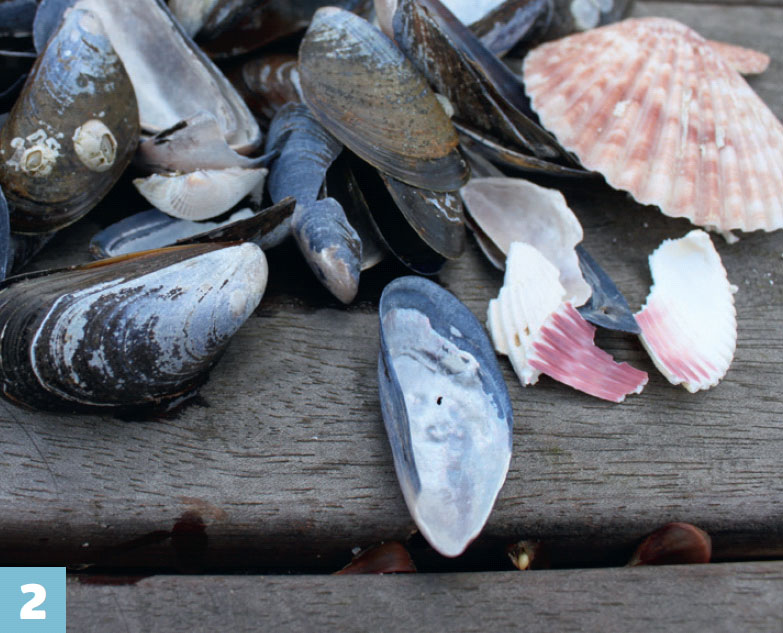 Terrazzo bänkskiva kök: Musselskal kan också använda