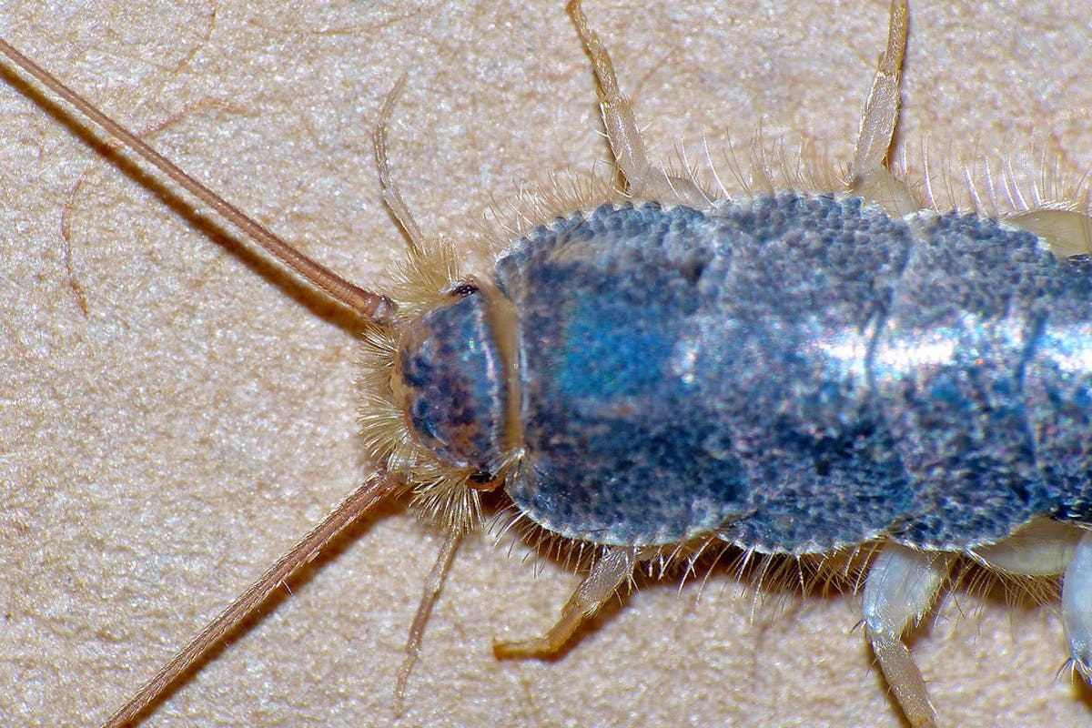 Skægkræ bekæmpelse