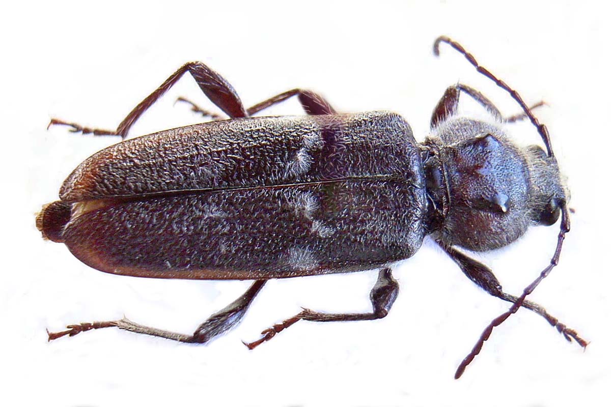 Tupajäärä: Mitä jäärät ovat?