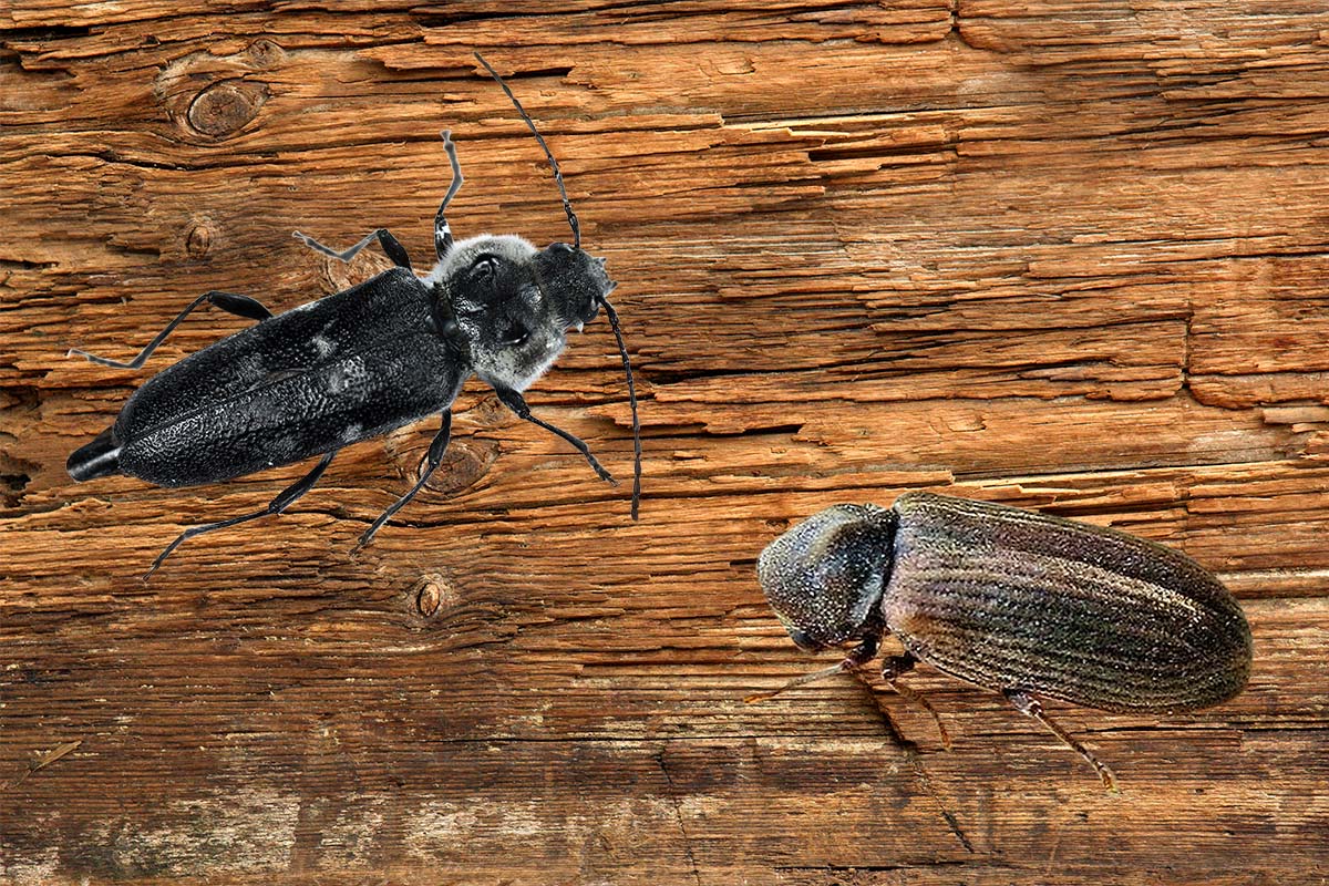 Husbukke og borebiller bekæmpelse