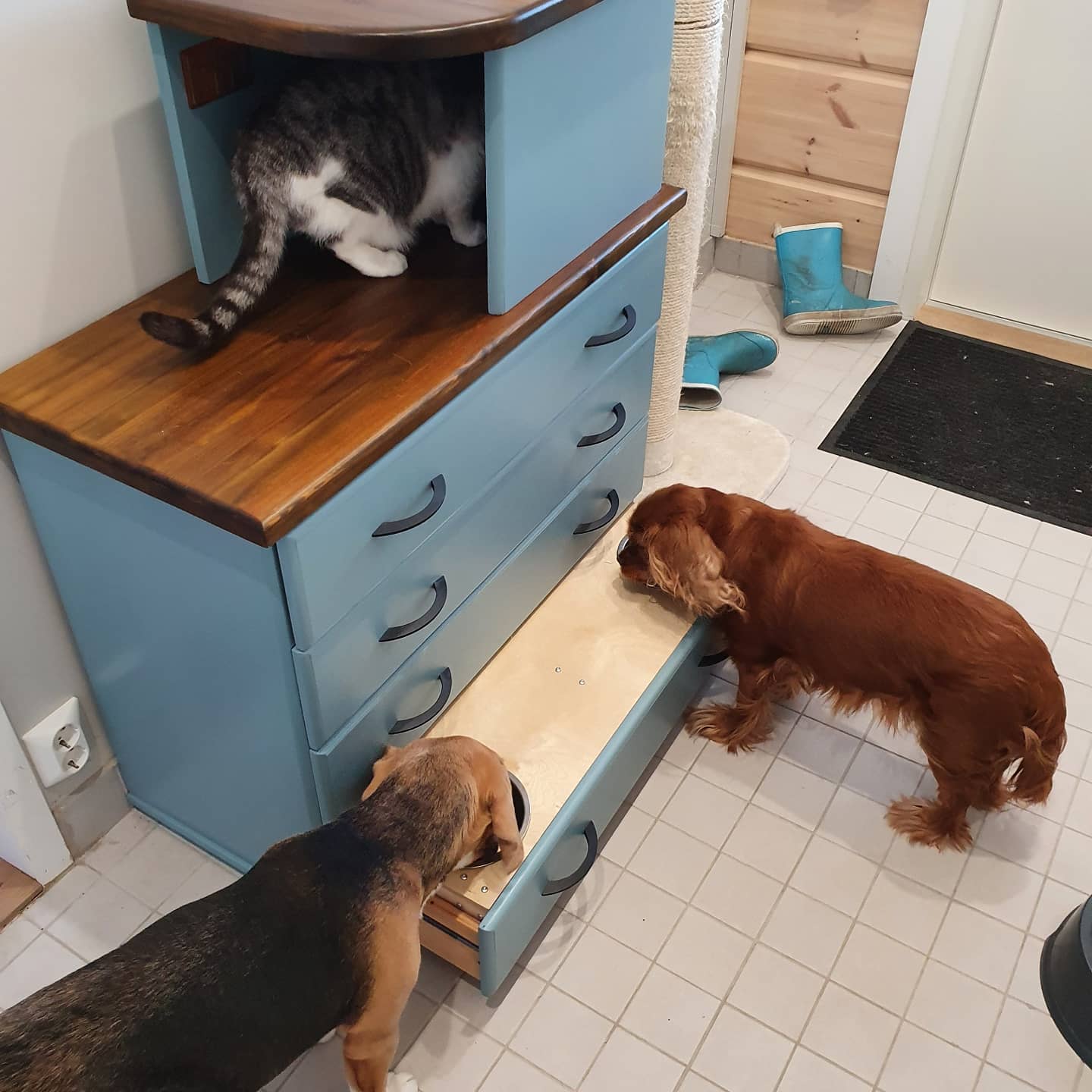 Kæledyrsreol med mad og fodring