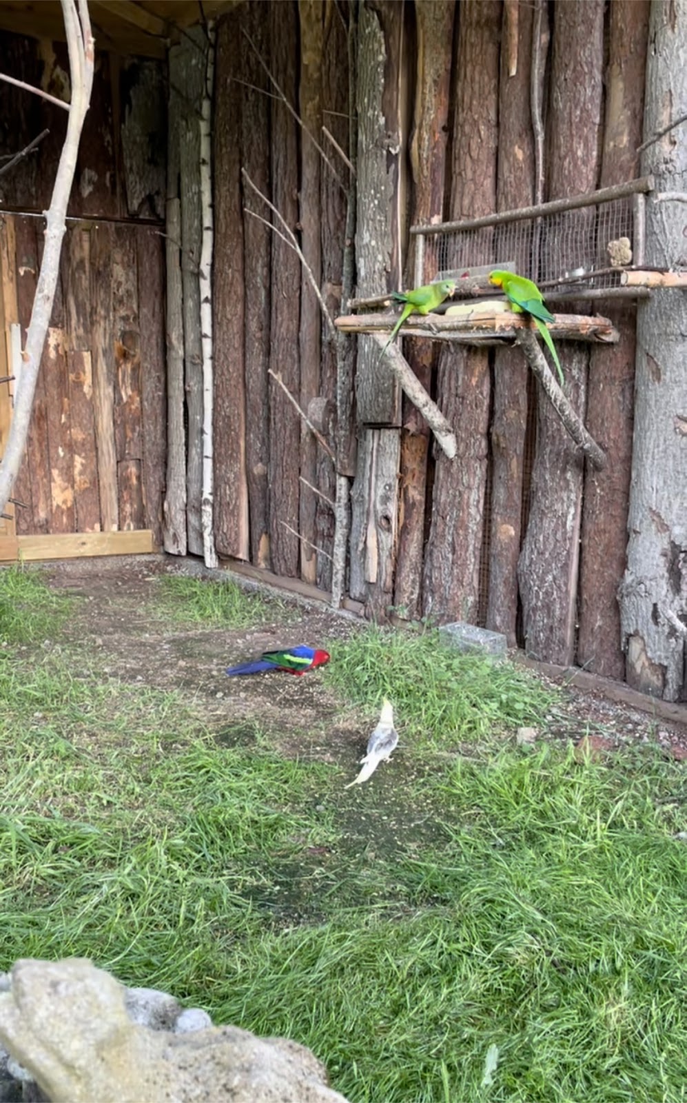 Voliere til tropiske fugle