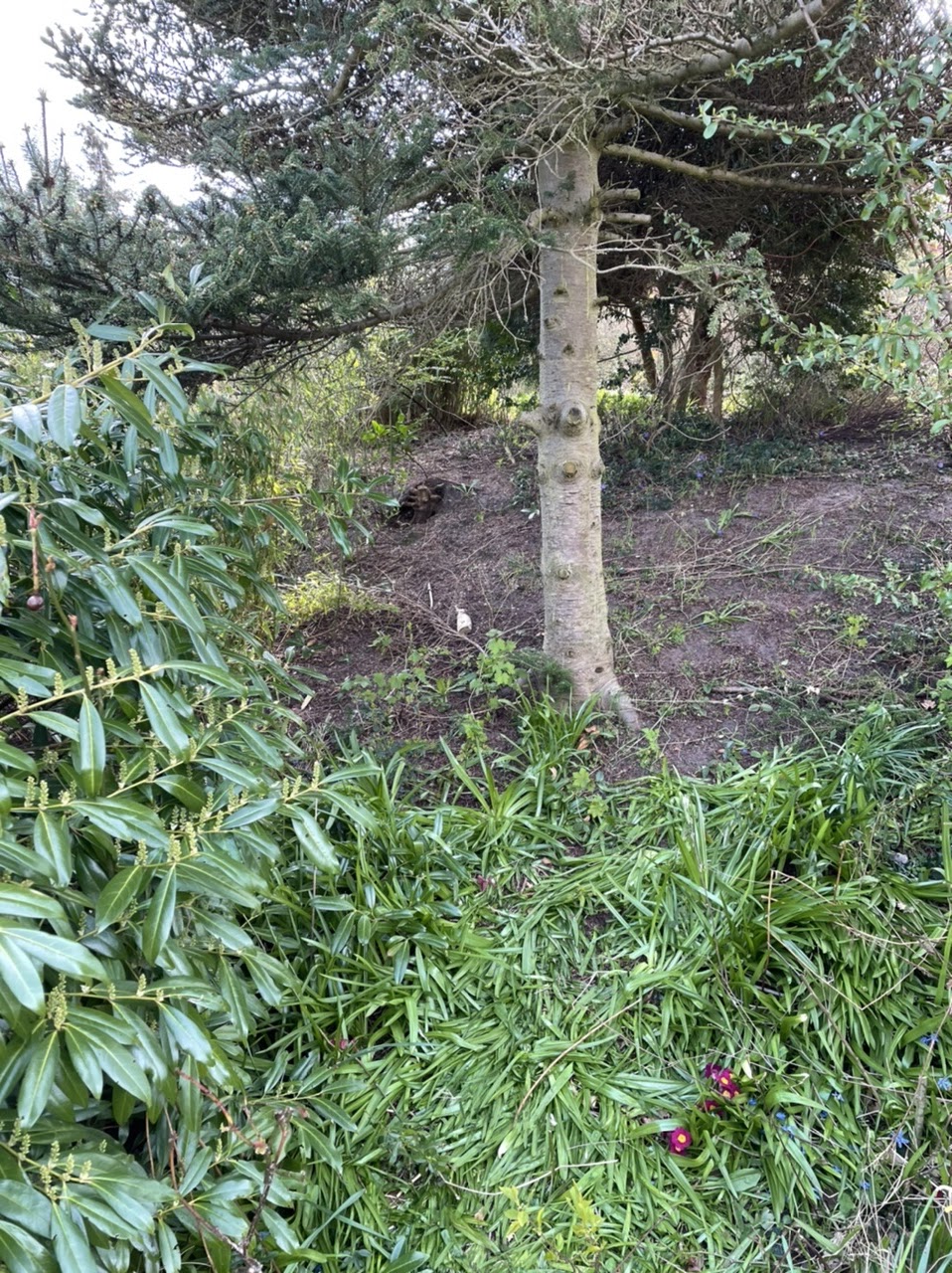 Victors træhule/shelter