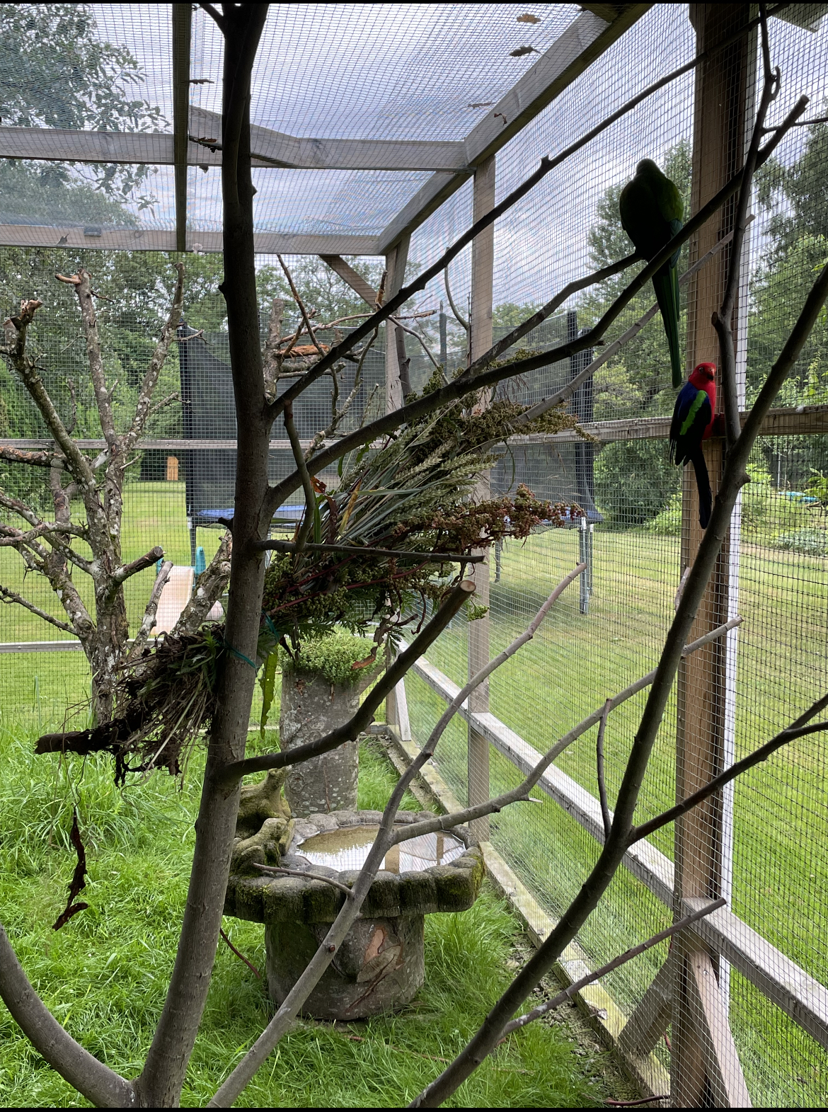 Lintutarha trooppisille linnuille