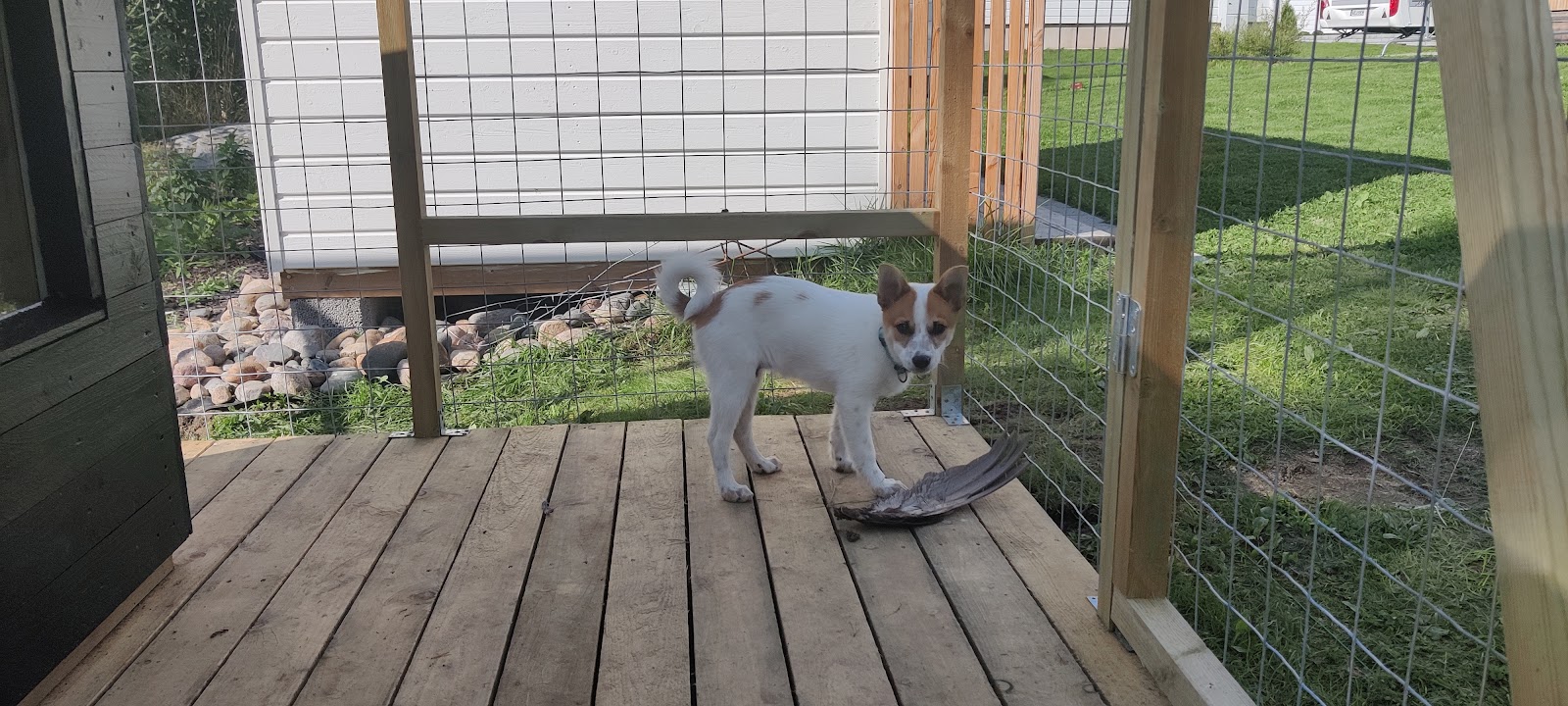 Inngjerdet hundegård