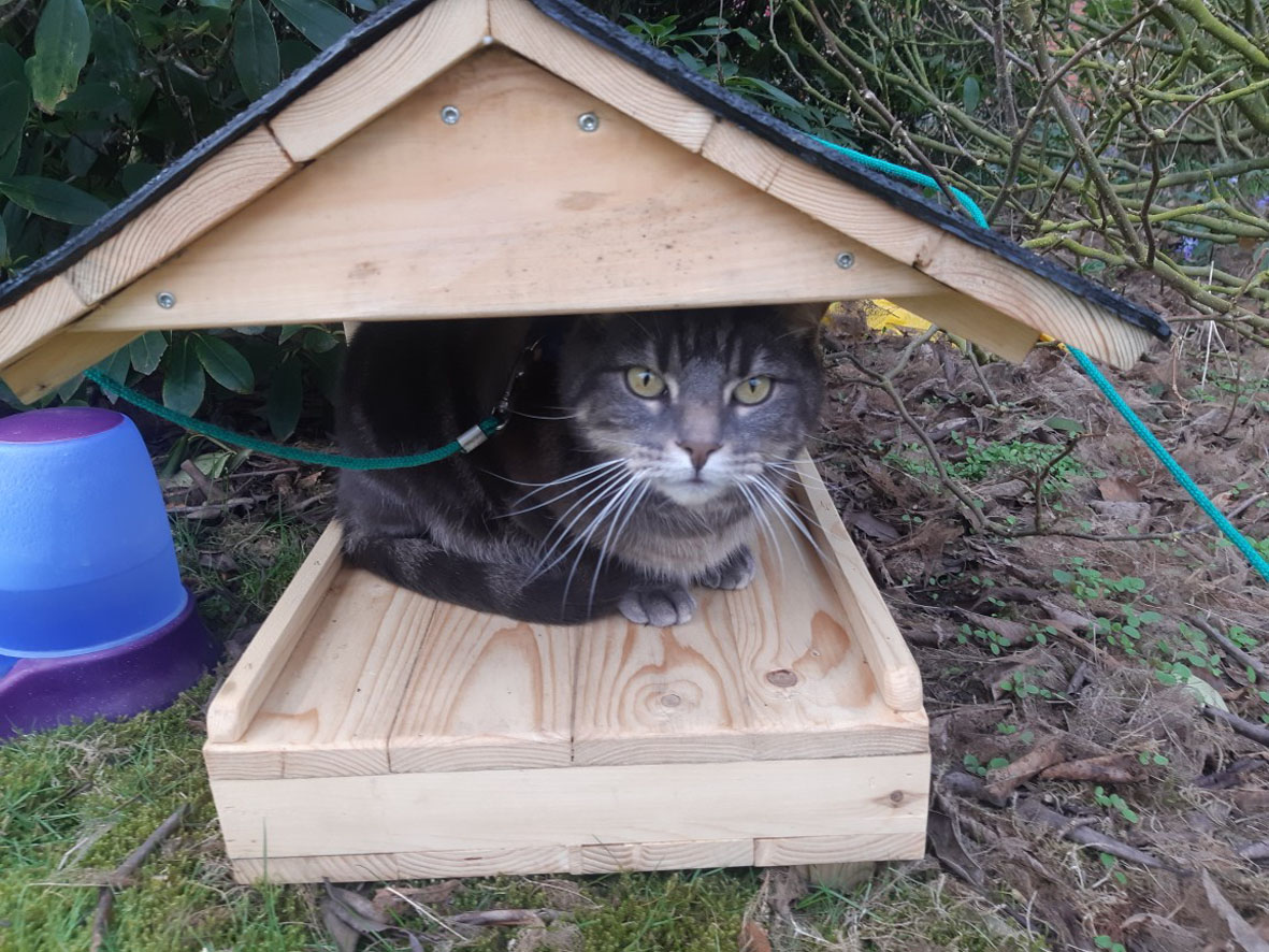 Krypa i kattens skydd