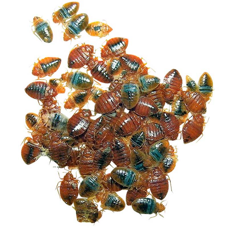 Klynge av veggelus på hvit bakgrunn