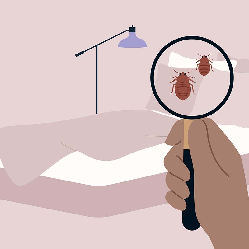 Illustrasjon med forstørrelsesglass, som ser etter veggelus