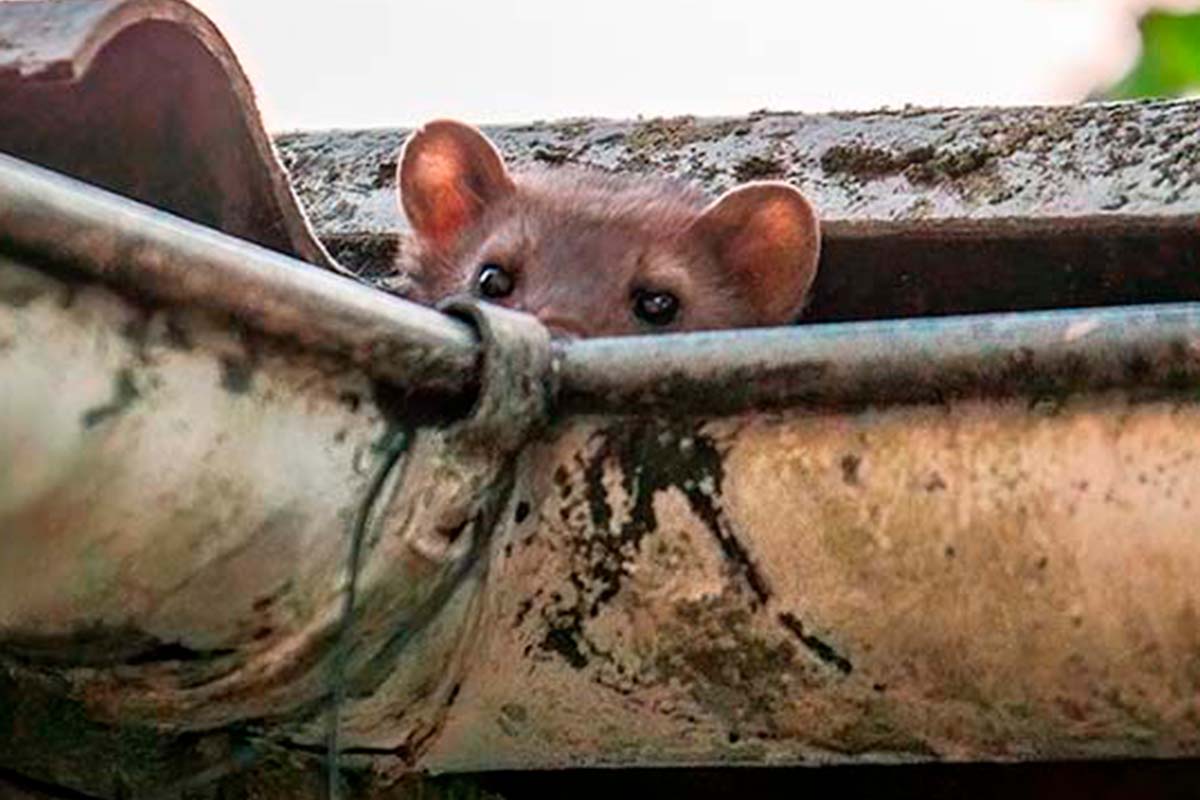 Sådan slipper du af med måren på loftet