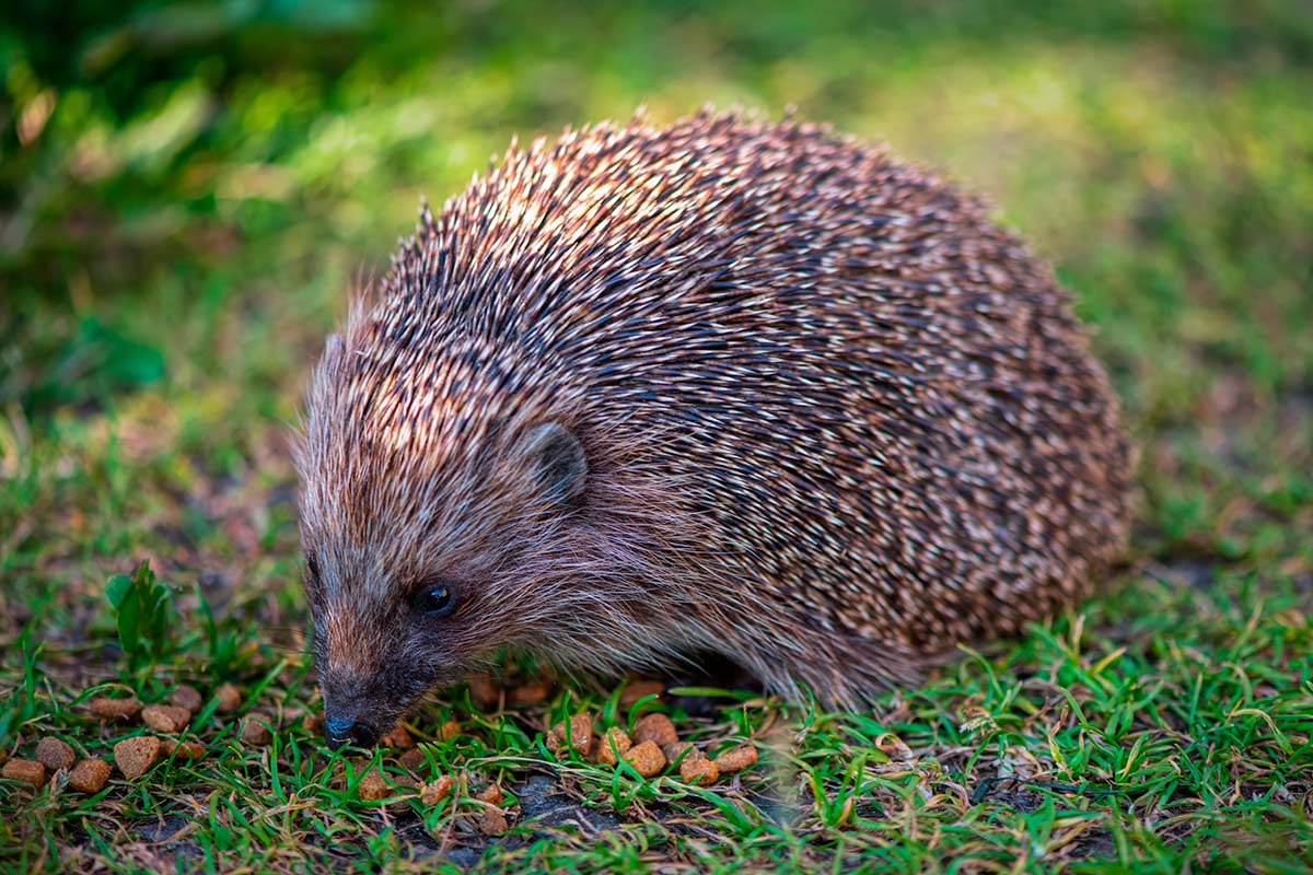 Siili syö kissanruokaa nurmikolla