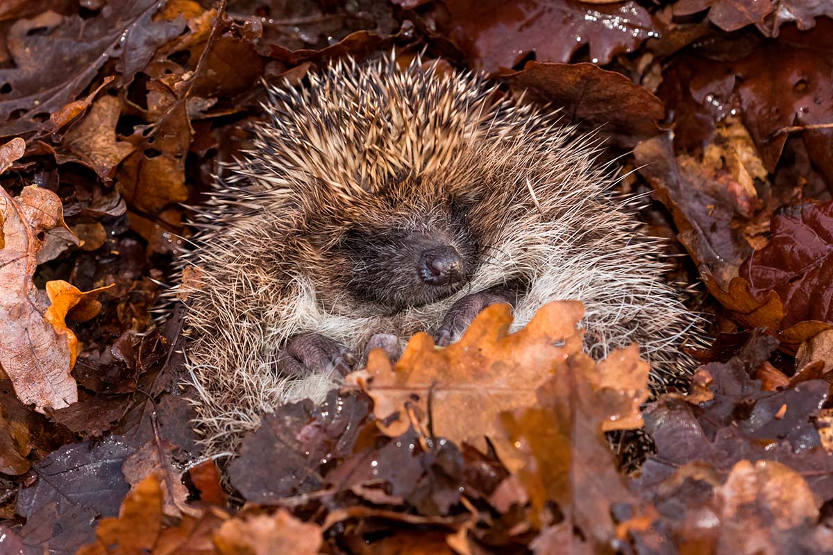 Siili talvipesässä