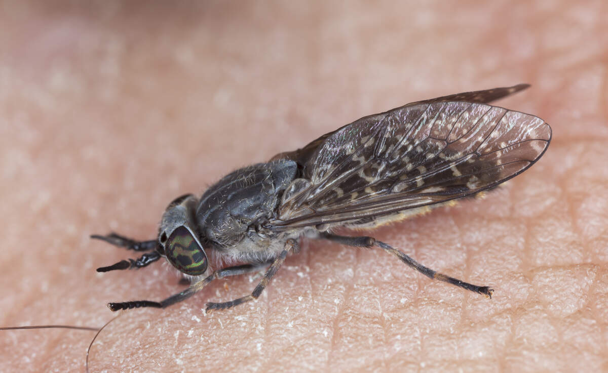 Paarma ihmisen iholla