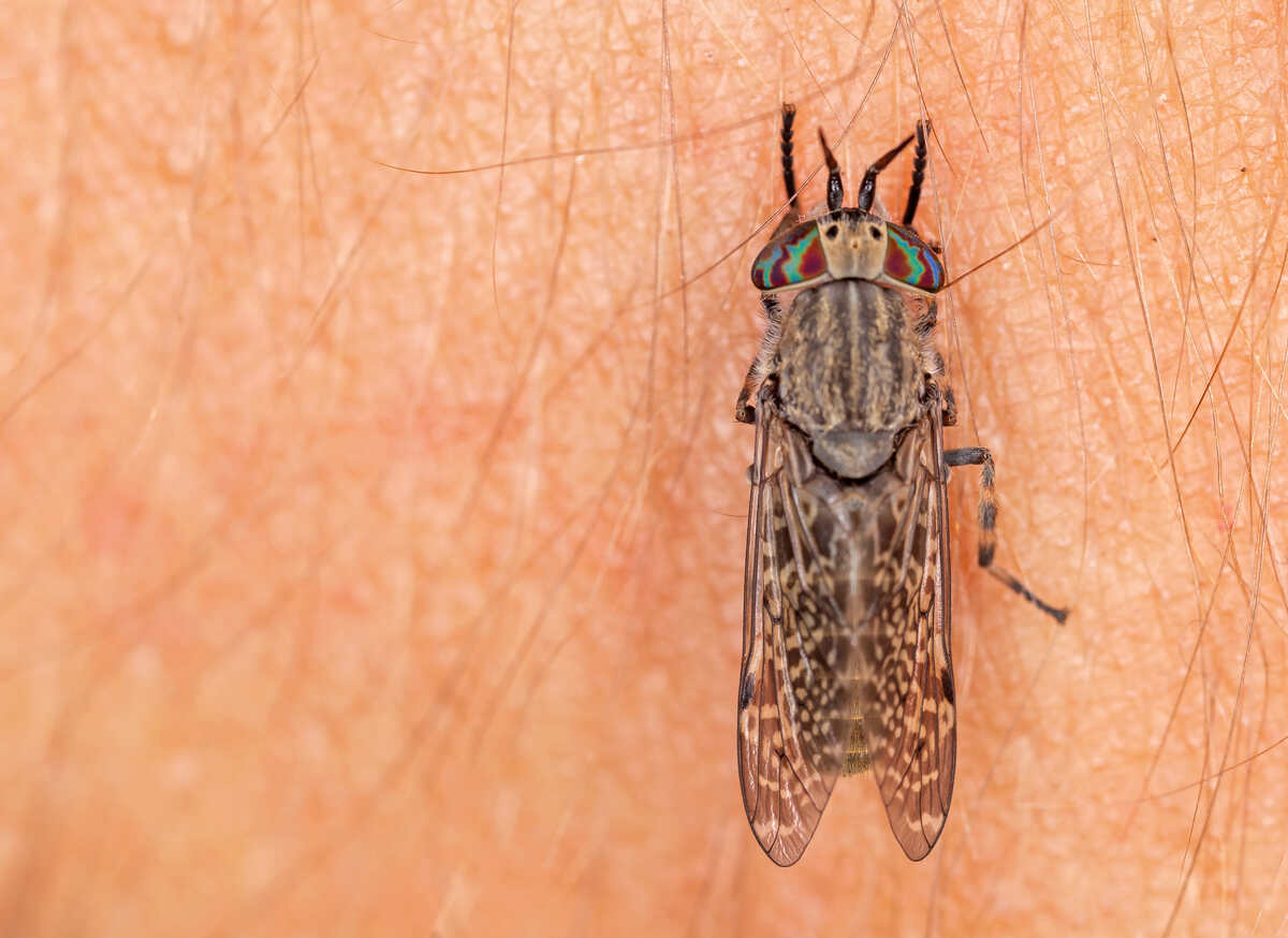 Regnbroms har satt sig tillrätta på en människa för att bitas.