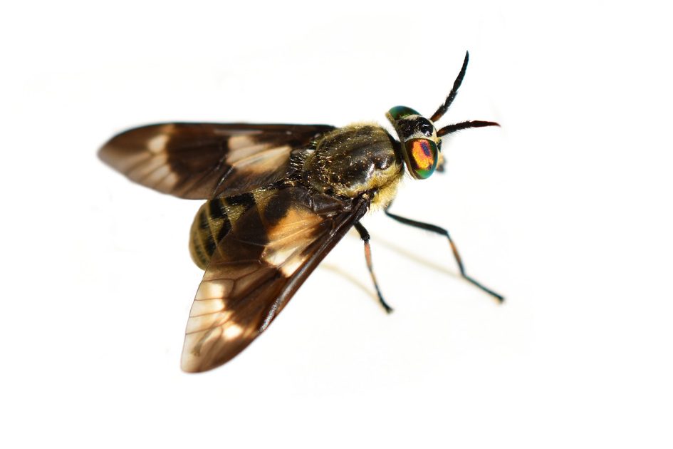 En guldklæg på hvid baggrund.