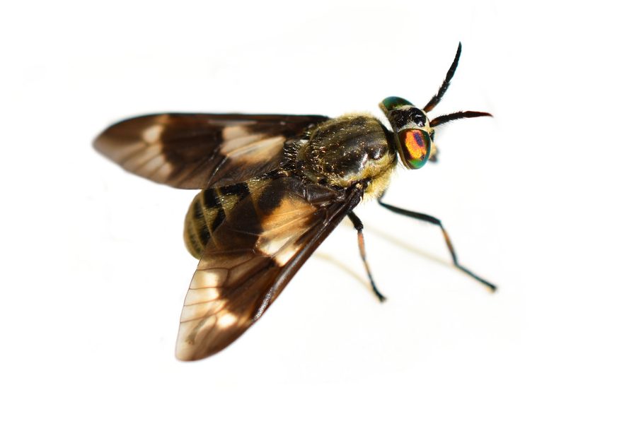 En gullklegg på hvit bakgrunn.