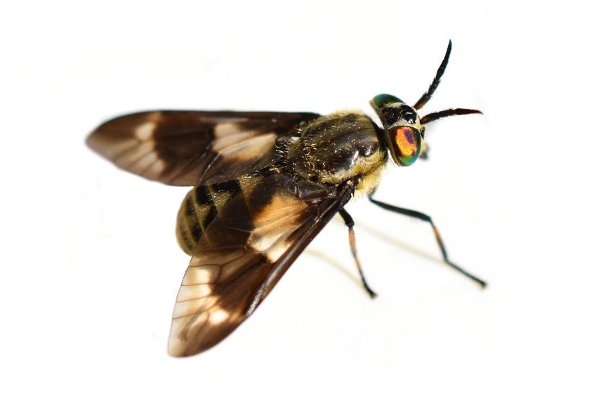 Sokkopaarma valkoisella taustalla.