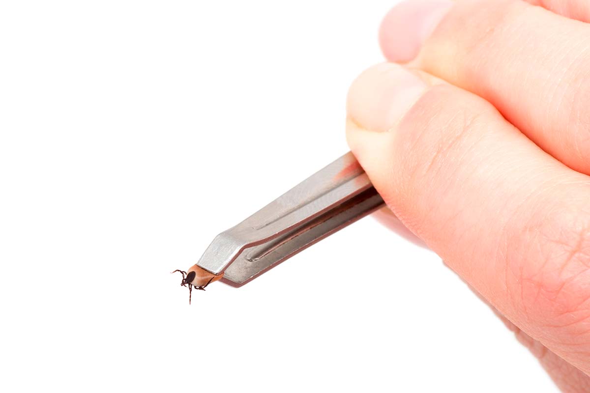 Hur tar man bort en fästing?