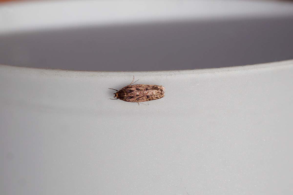 Frømøl eller melmøl