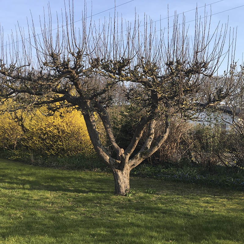 Slik beskjærer du busker og trær
