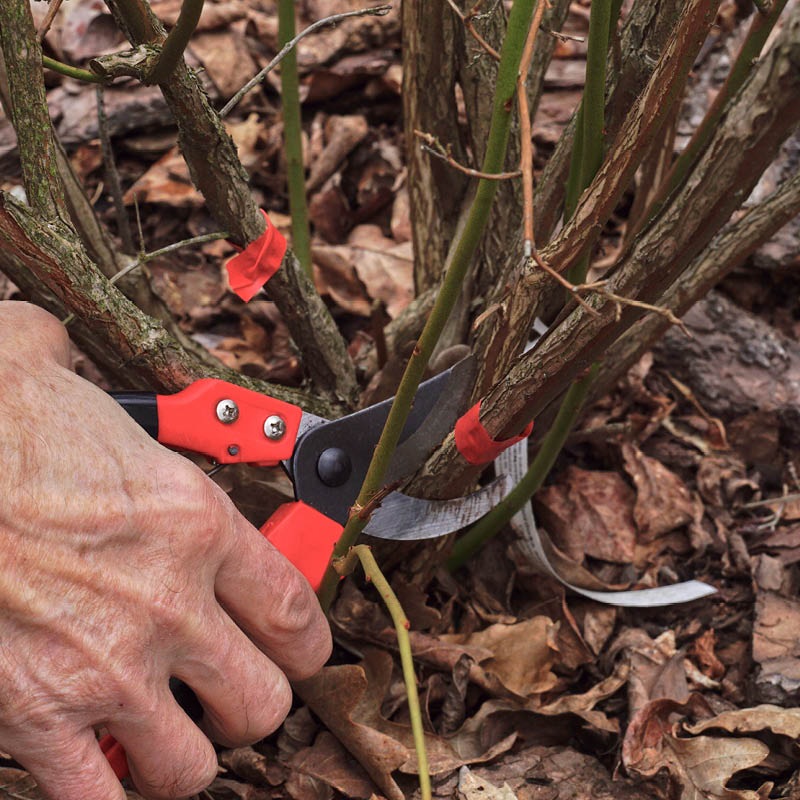 Slik beskjærer du busker og trær