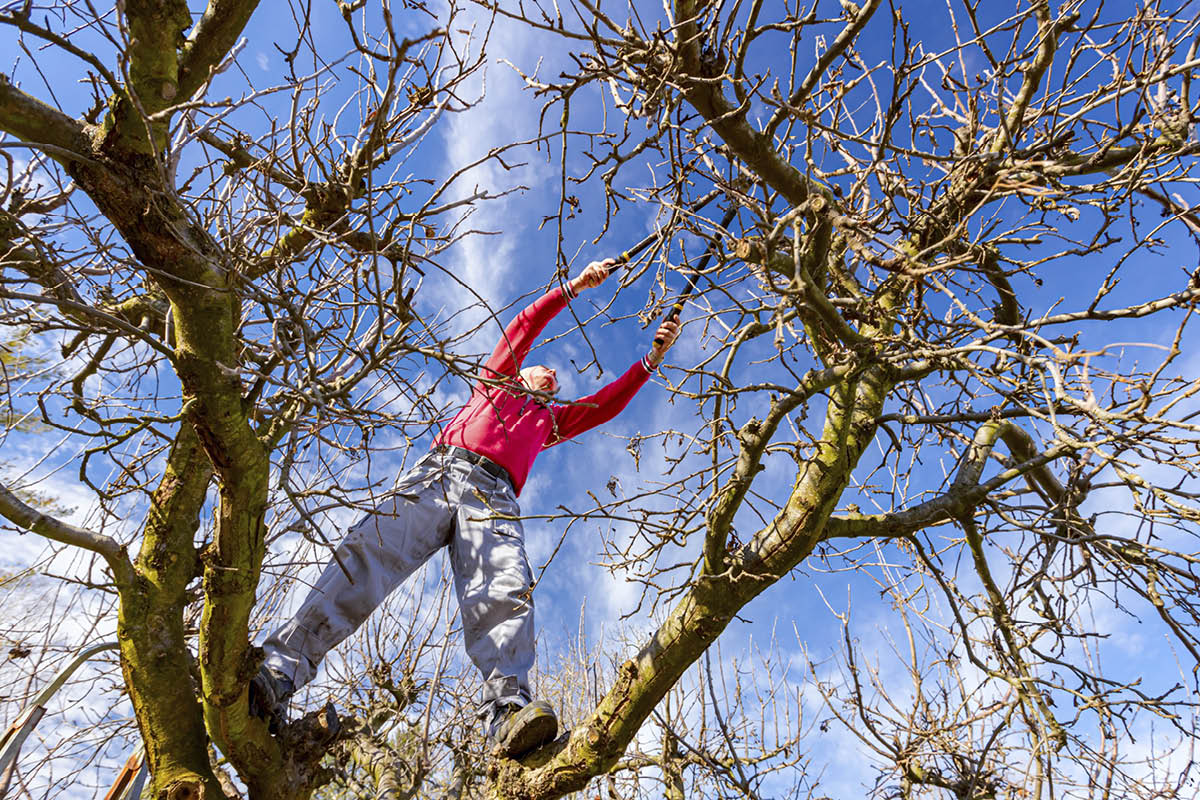 Slik beskjærer du busker og trær