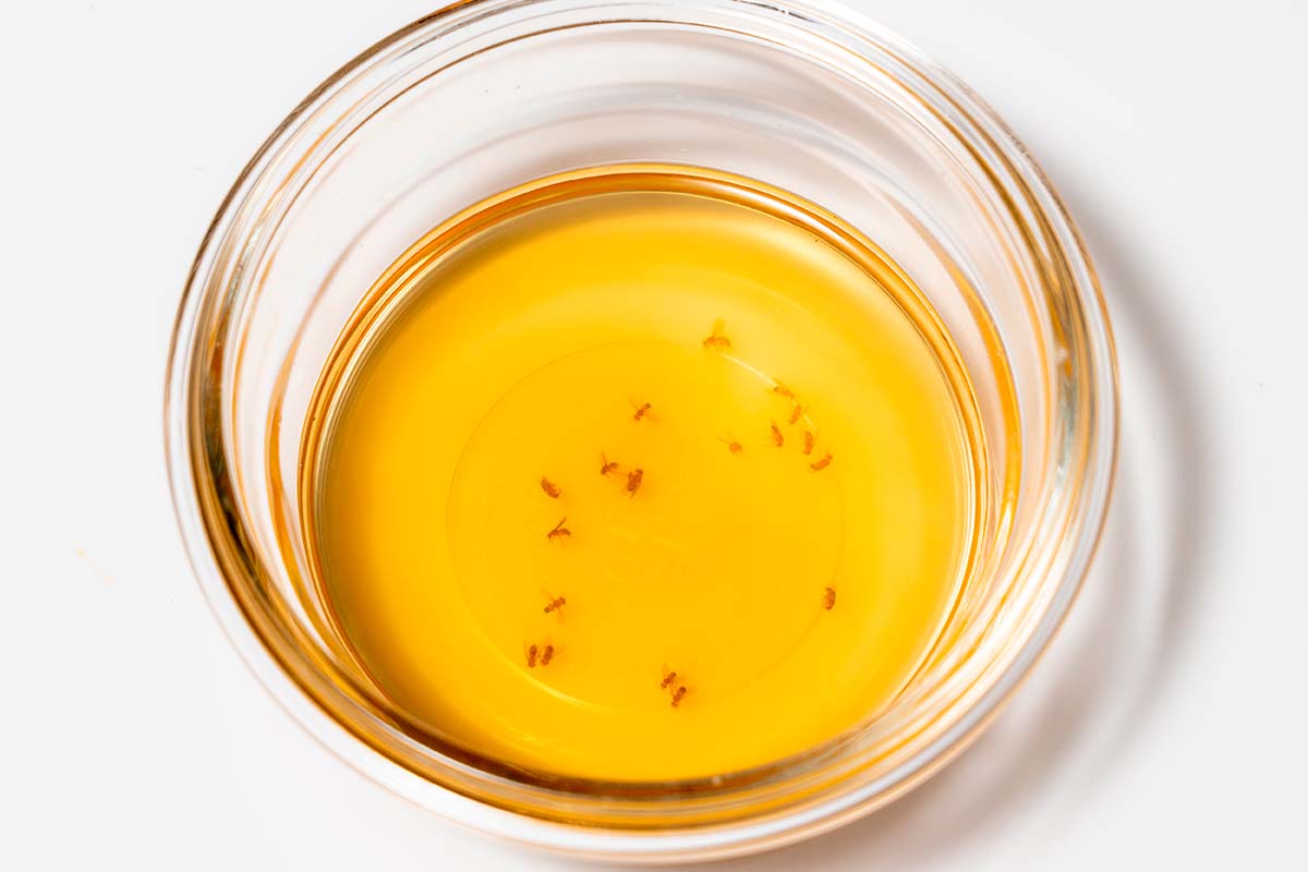 Sådan laver du din egen bananfluefælde