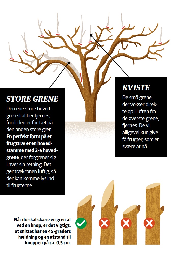 Beskæring af æbletræ