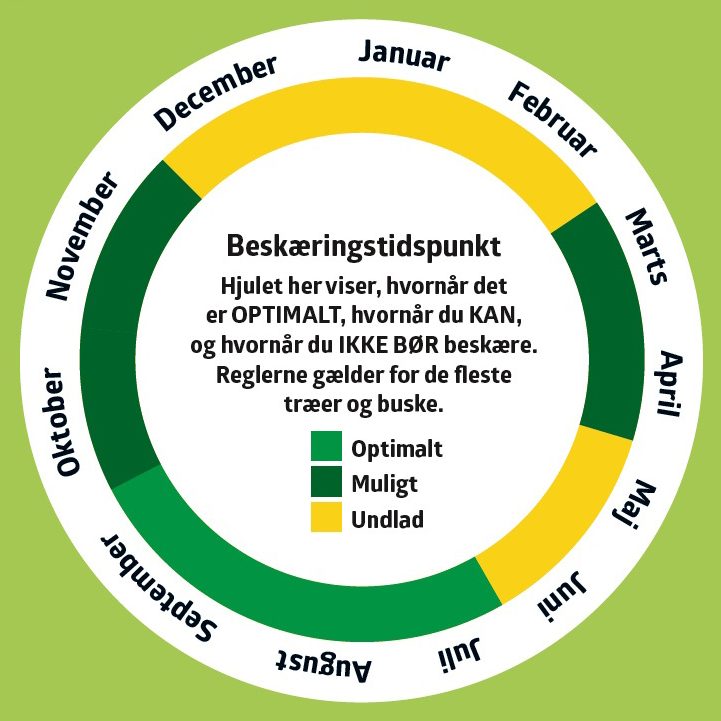 Frugttræer beskæres i sensommeren