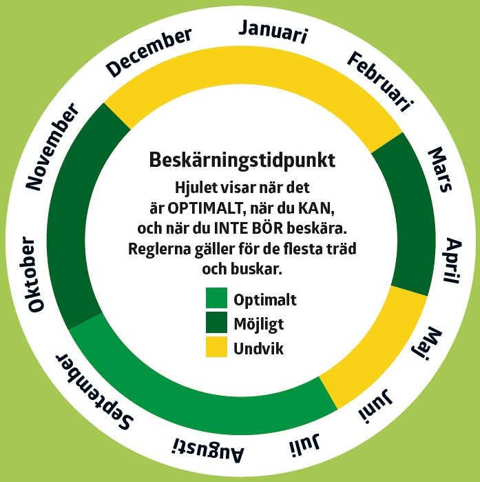 Så här beskär du träd och buskar