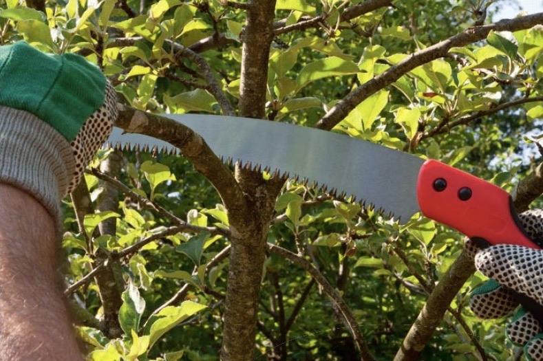 Så här beskär du träd och buskar