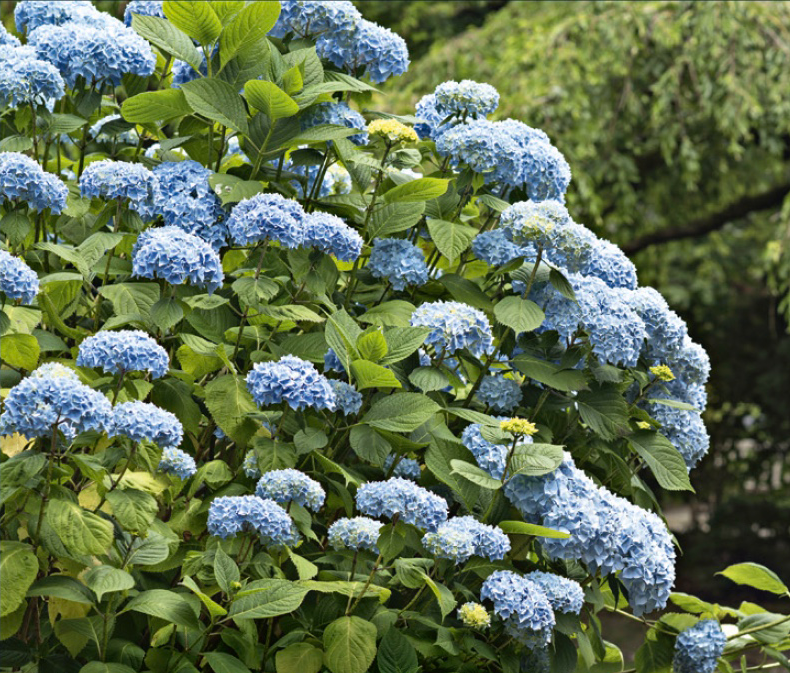 Så här beskär du träd och buskar