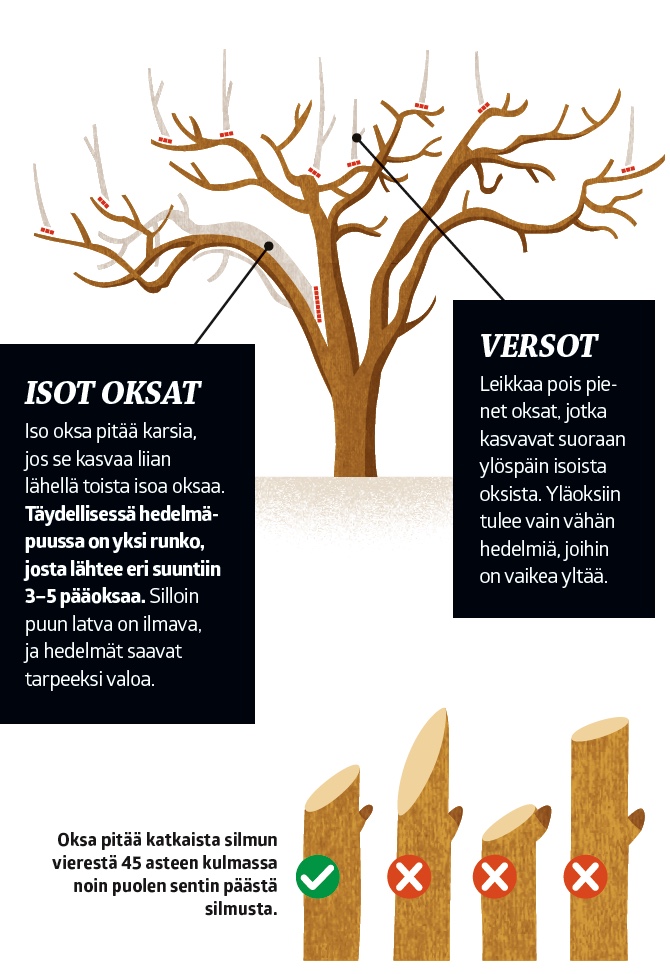 Näin leikkaat puut ja pensaat