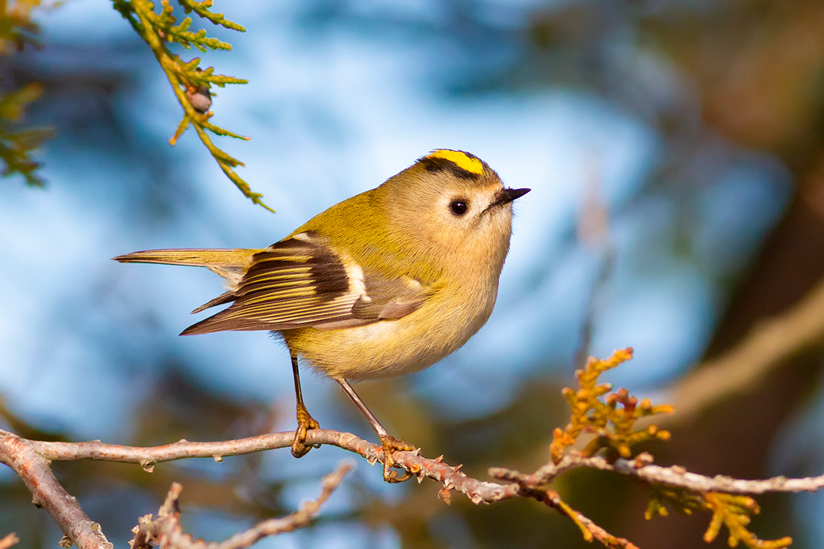 Fuglekonge er en af de sjældne fugle i haven