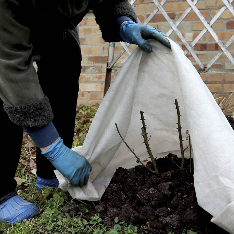Täck känsliga växter