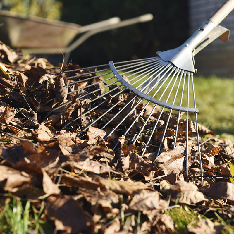 Ta bort vissna löv från din gräsmatta