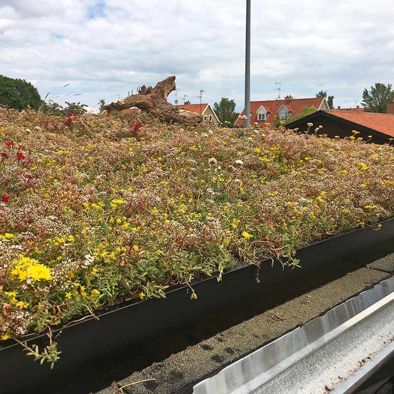 Sedumtag opbygning 5