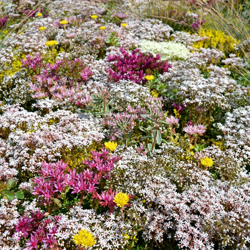 Sedumtag: Wild flower