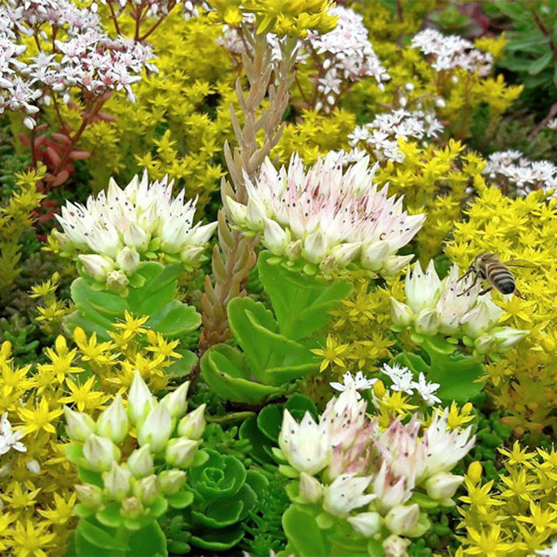 Sedumtag: Bee friendly