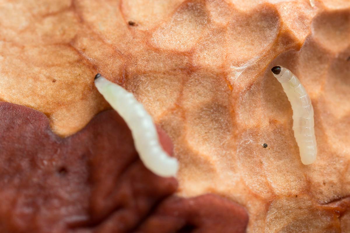 Harsosääski toukka