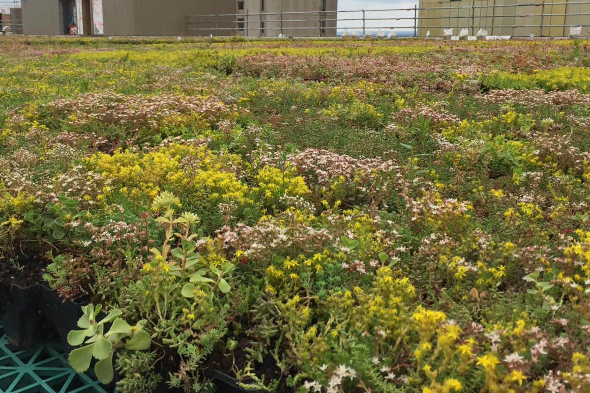 Viherkatto: Wild flower -maksaruohomatto