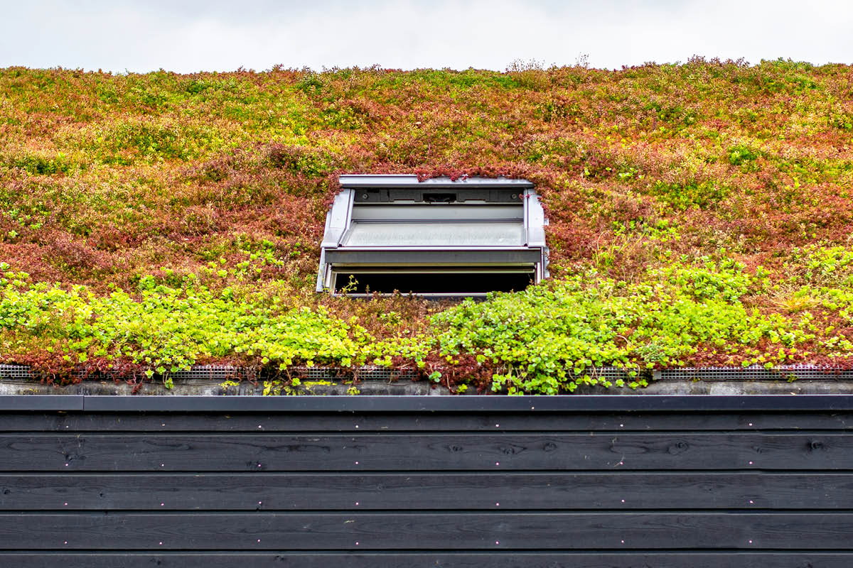 Viherkatto: Nature roof -maksaruohomatto