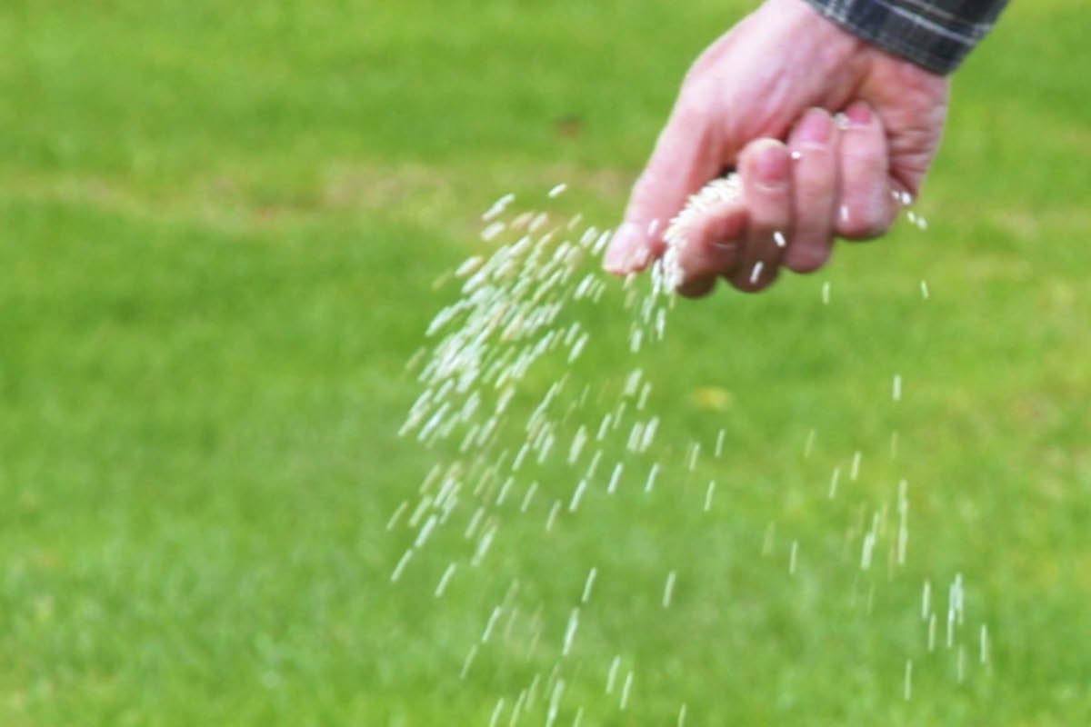 Viherkatto: Lannoitus