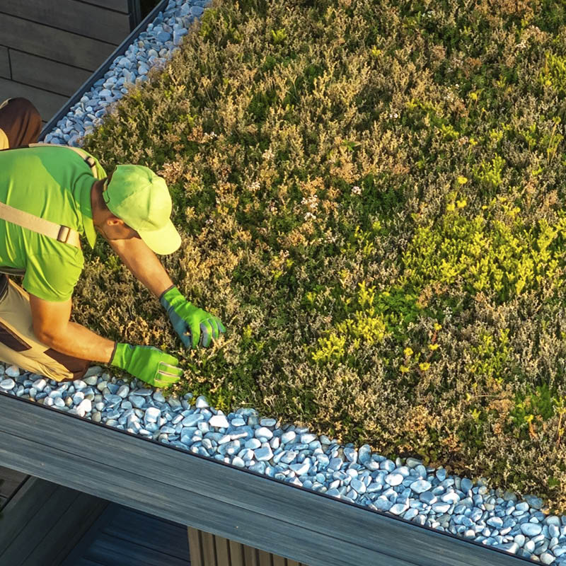 Viherkatto: Istuta maksaruohomatot multaan ja varmista