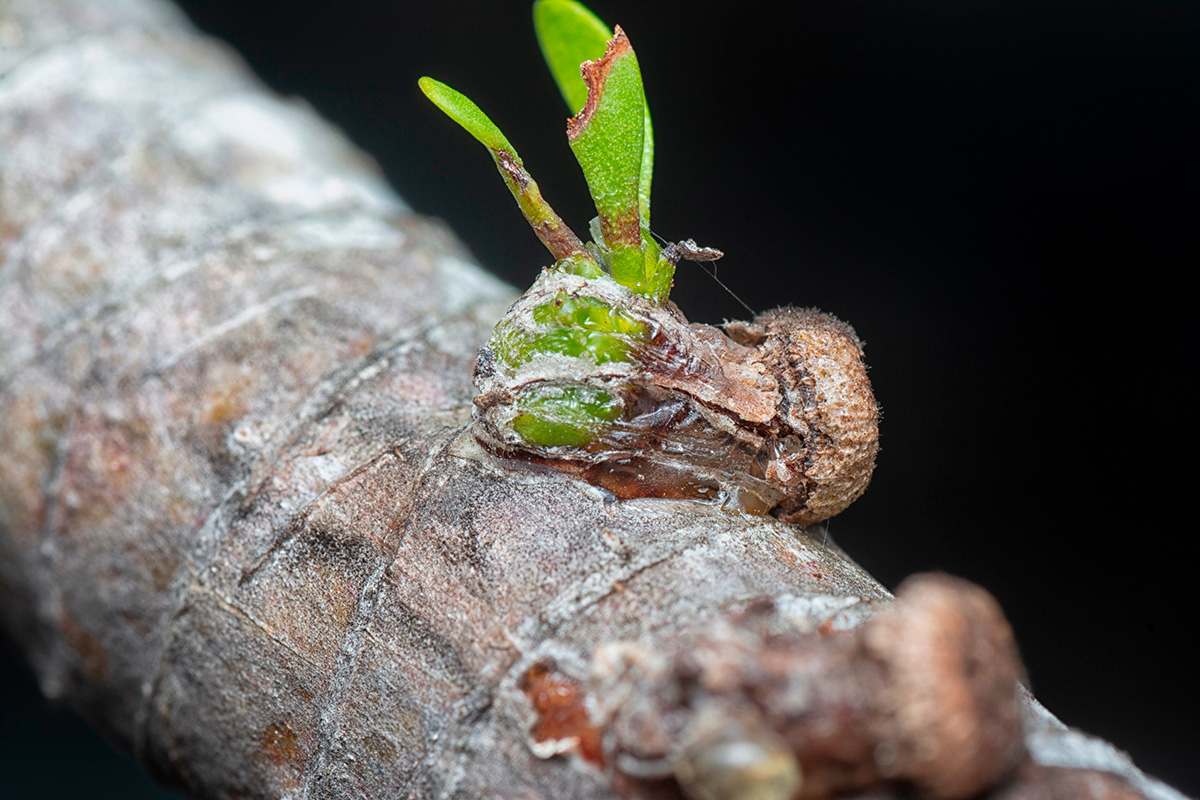 Mistelfrö på värdträd
