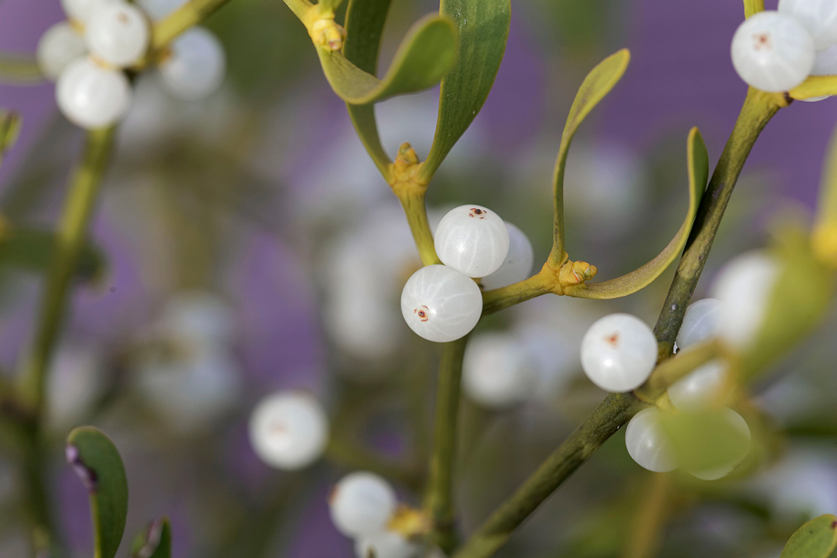 Vita och kristallklara mistelbär på Viscum Album.