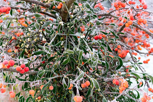 Paradisäppelträd med mistel
