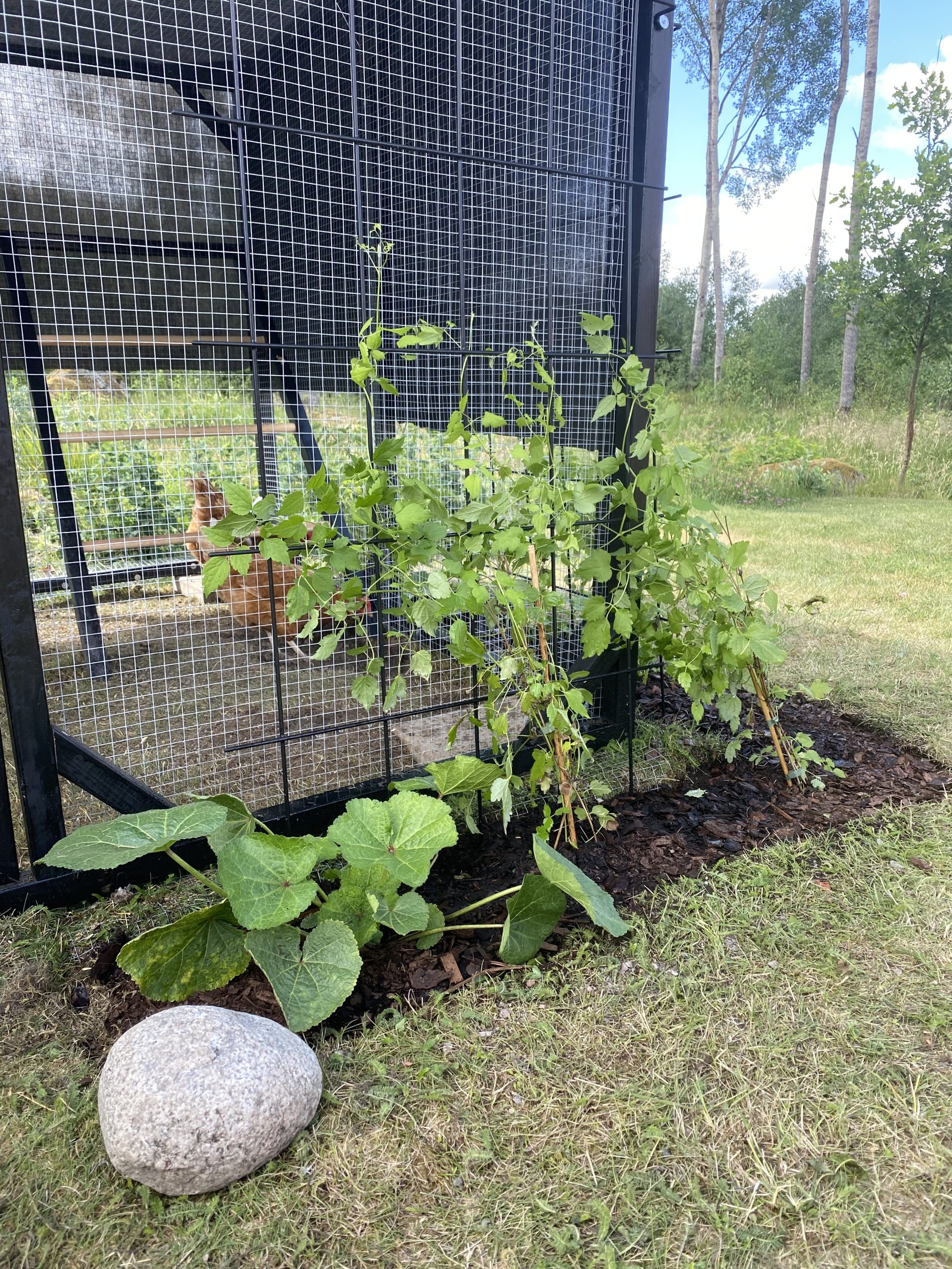 Hönsgård byggd av moduler