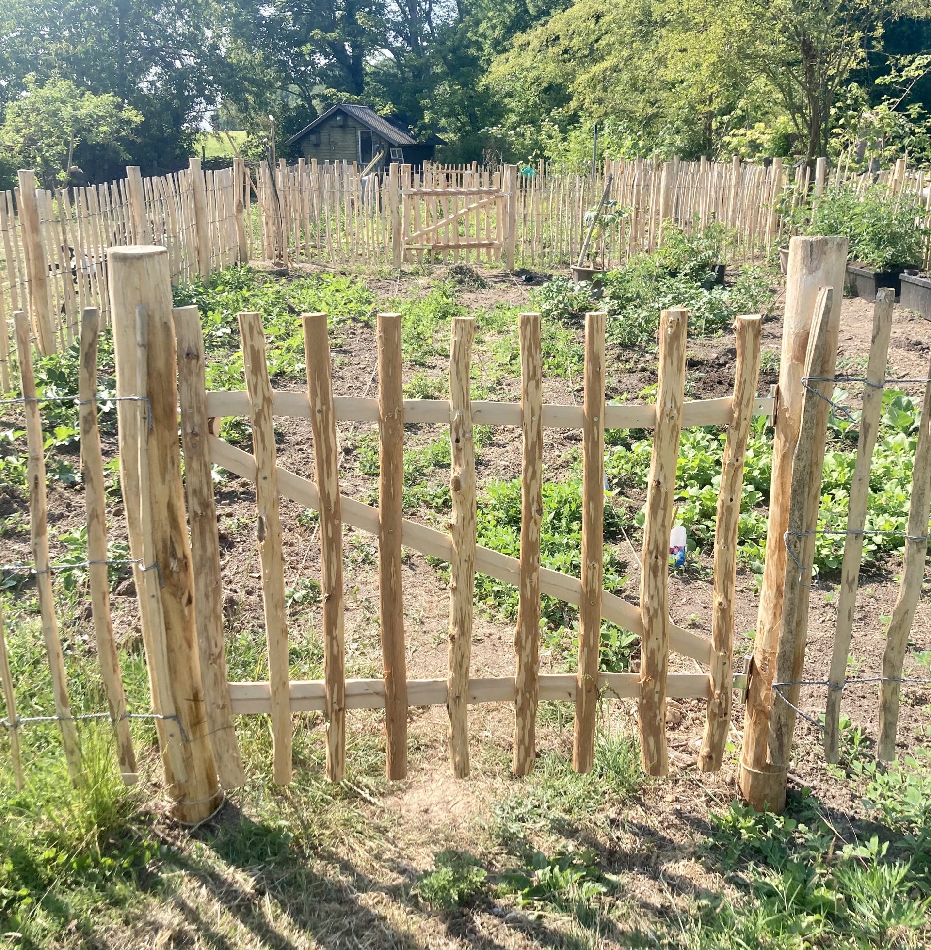 Havelåge til hasselhegn