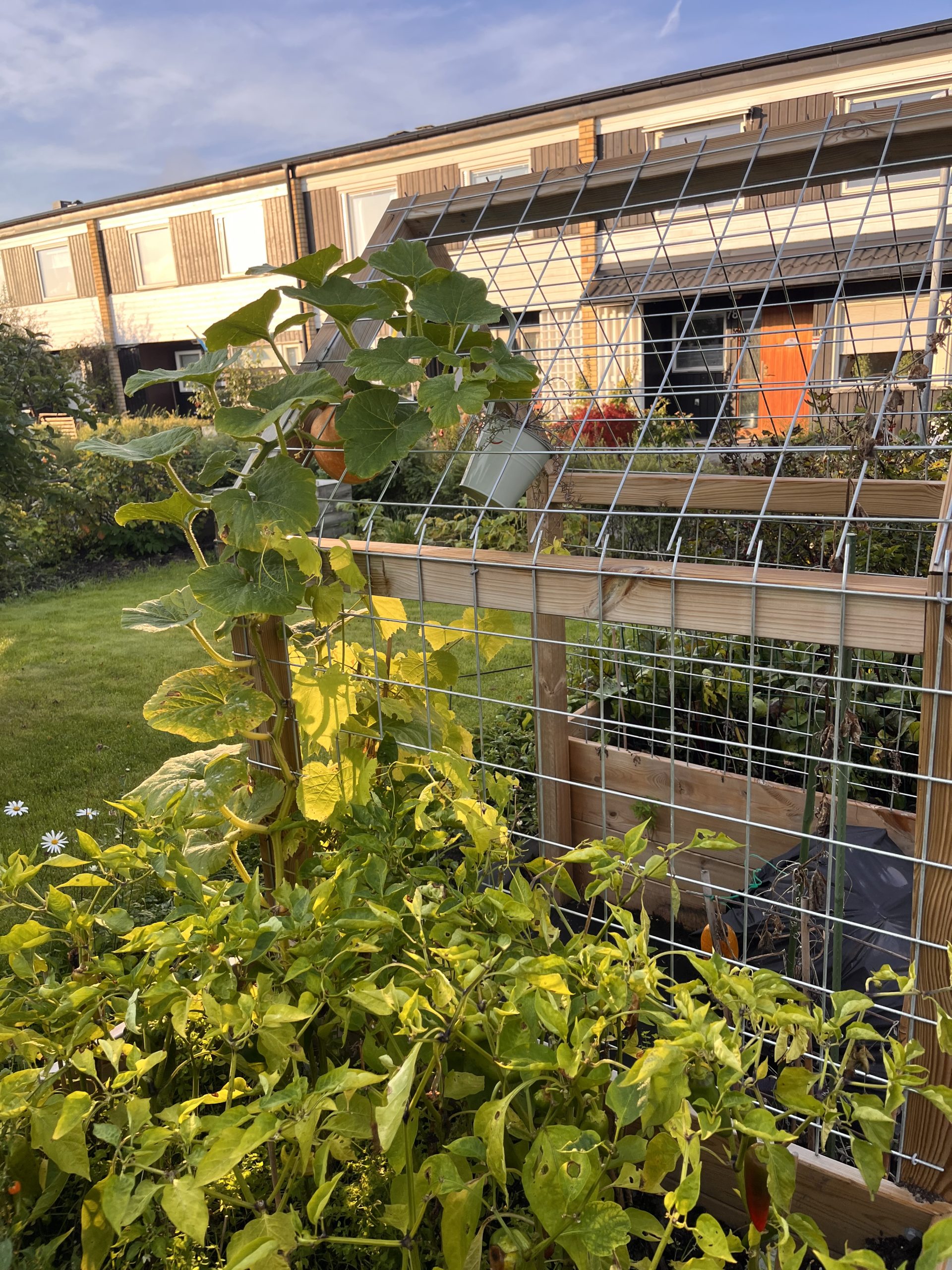 Højbede med espalier